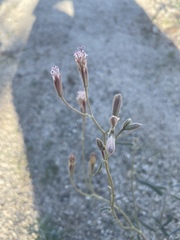 Palafoxia arida arida