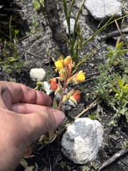 Pterygodium acutifolium