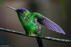 Thalurania glaucopis