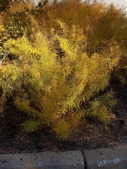 Asparagus densiflorus