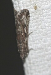 Magiria imparella