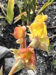 Pterygodium acutifolium
