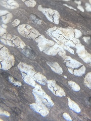 Xylobolus frustulatus