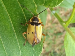 Chauliognathus flavipes