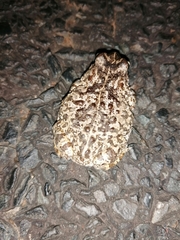 Vandijkophrynus angusticeps