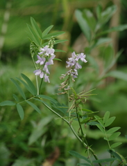 Galega officinalis
