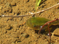 Hyla meridionalis