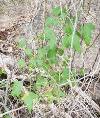 Clematis texensis