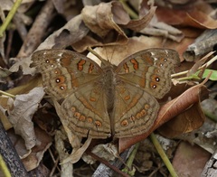 Junonia goudotii