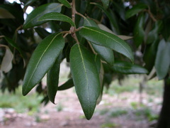Quercus ilex
