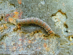 Isognathus rimosa