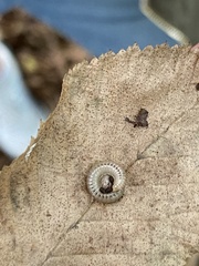 Cylindroiulus punctatus