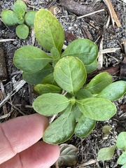 Ruellia caroliniensis