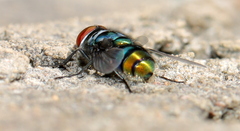 Chrysomya chloropyga