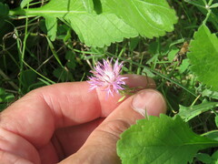 Centaurea aspera stenophylla