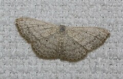 Scopula optivata