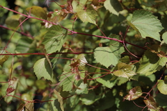 Vitis vinifera