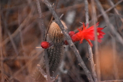 Loxanthocereus acanthurus