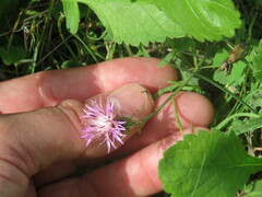 Centaurea aspera stenophylla