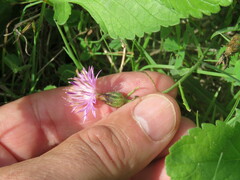 Centaurea aspera stenophylla