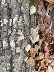 Stereum subtomentosum