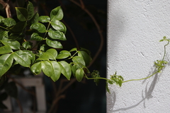 Pandorea jasminoides