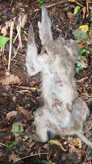 Chlorocebus pygerythrus