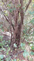Bridelia leichhardtii