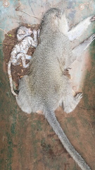 Chlorocebus pygerythrus