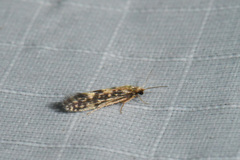 Agraylea