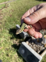 Podarcis siculus campestris