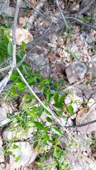Secamone elliptica