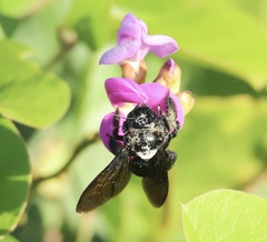 Xylocopa fimbriata