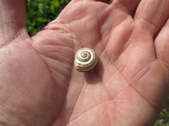 Pseudotachea splendida