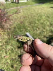 Podarcis siculus campestris