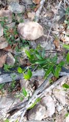 Secamone elliptica