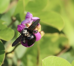 Xylocopa fimbriata