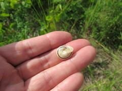 Pseudotachea splendida