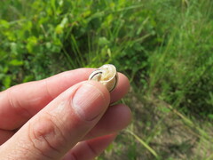 Pseudotachea splendida