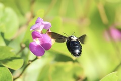 Xylocopa fimbriata