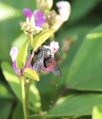 Xylocopa fimbriata