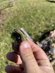 Podarcis siculus campestris