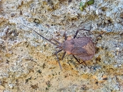 Spartocerini