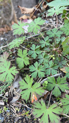 Geranium carolinianum