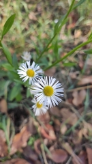Erigeron annuus