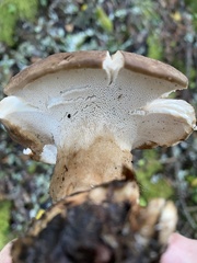 Jahnoporus hirtus