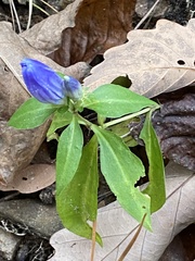 Gentiana saponaria