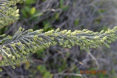 Passerina