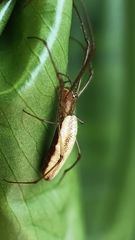 Tetragnatha laboriosa