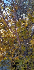 Amelanchier utahensis utahensis
